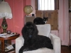 Back in Brooklyn with Oggi & Phantom